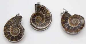 Ammonite Pendants (Small 22-25mm)